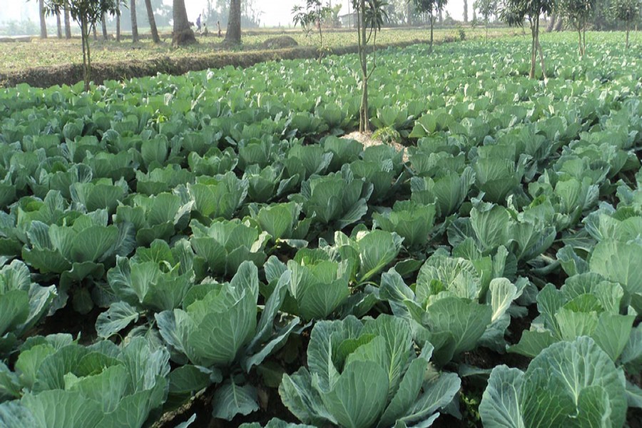 DAE advises Joypurhat peasants to increase cabbage cultivation for high