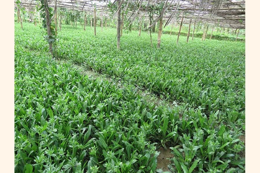 Coriander is now grown on large scale in Rangamati